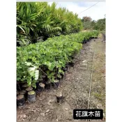 花旗木/花旗木苗/永吉種苗園