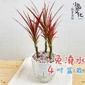【小品文化】五彩千年木【現貨】4吋鑽石免澆水盆栽 室內植物 室內盆栽 懶人盆栽 水培植物 水培盆栽 室內盆栽 觀葉植物