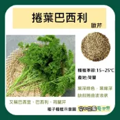 【台灣出貨 電子發票】捲葉 巴西利 種子 0.73g(約500粒) 巴西里 荷蘭芹 歐芹 菜籽 空中花園藝世界
