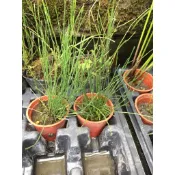 慶平花坊-[小木賊/小接骨草]多年生草本蕨類植物-1.5吋盆/喜水性強