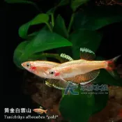 【AC草影】黃金白雲山【五隻】觀賞魚 燈科魚 燈魚 活體魚