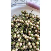 新鮮破布子，現採破布子，帶梗破布子 小農友善農田 生破布子