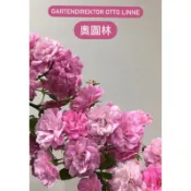 粉滿天星 奧圖林 蔓性暴花玫瑰花 植株苗 植株盆栽