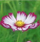 ┌水袖波斯菊┐ ☆好康大優惠!!! 凡購買本賣場10包送1包!!