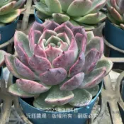 沅鈺農場   多肉植物   黑牡丹