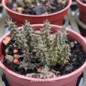 沅鈺農場   多肉植物   蘿藦科   海葵