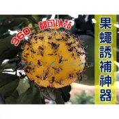 @貨比三家不吃虧@果蠅誘補神器 果實蠅誘引黏球 捕蠅膠 園藝 蒼蠅 蚊蟲 安全無毒庭院 陷阱捕蟲器 抓果蠅 園藝 捕蠅紙