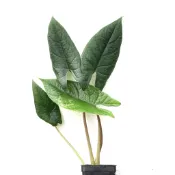 Alocasia scalprum 甲骨文觀音蓮 /觀葉植物