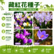 當天發💎藏紅花種子（300粒）開花 耐寒凍花 藏紅花種子 藏紅花植物 播種 陽台庭院花子 可食用 可觀賞
