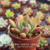沅鈺農場   多肉植物   一吋盆/紅唇