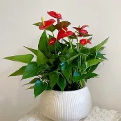 火鶴花盆栽