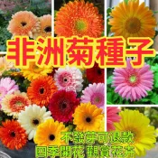 🔥非洲菊種子🍓萬壽菊 大芙蓉種子 耐寒景觀園林 四季易播 庭院花卉 觀賞花卉 非洲菊花種子
