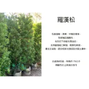 心栽花坊-羅漢松/8吋/圍籬用/綠化植物/綠籬植物/售價1500特價1200