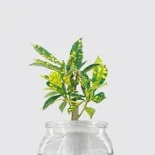 │ 玻璃系列 │ 灑金變葉木 - 招財 水耕盆栽 魚水共生 室內植物