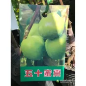 五十棗 授粉用蜜棗 勿直接下標 嫁接苗 50棗 樹苗 盆栽 蜜棗 五十玲棗 五十鈴棗 高朗一號 50蜜棗 蜜棗苗 印度棗