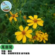 台灣香水萬壽菊種子 芳香王品種 驅蚊草 香草植物 開花盆栽 陽台庭院易種 天然防蟲 綠化栽培 耐旱 花卉陽台