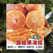 日本 愛媛果凍橙 正品苗木 愛媛38號 樹苗 盆栽 紅美人 愛媛 無核 無籽 香橙 甜橙 柑橘 蜜橘 蜜柑 非 砂糖橘