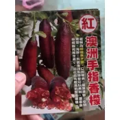 澳洲手指香檬(紅色果實)嫁接果樹定價700元