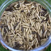 ［水族最便宜］黑水虻 蟲乾 觀賞魚飼料 龍魚飼料 烏龜飼料、錦鯉、血鸚鵡、大型魚、鸚鵡、密袋鼯、爬蟲、寵物鼠等皆可食用