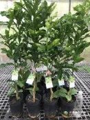 🙏勿直接下標 馬蜂橙 馬蜂橙樹苗 馬蜂橙盆栽 馬蜂橙葉 泰國 檸檬葉 萊姆葉 箭葉橙 泰國菜 泰式料理 泰國青檸 打拋