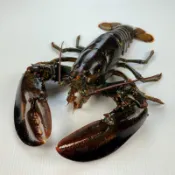 【萬象極品】活凍波士頓龍蝦/約550g±5%/尾