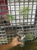 ╭＊田尾玫瑰園＊╯盆景素材-(雕塑五葉松)高25CM300元