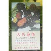 大果桑椹/桑椹/水果苗