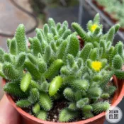 3吋盆【雷童】多肉植物|多肉|療癒小物| 組盆|［Xuan肉園］