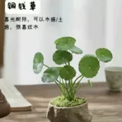 ✔💯銅錢草種子 水草種子 財源滾滾/招財進寶 培辦公室桌面金錢草吸甲醛水生水養造景魚缸水草