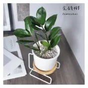 (店+)原植｜植物｜金錢樹．進財樹．招財植物．觀葉植物．室內植物·開幕禮·發財·新居落成