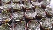 多肉植物-仙人掌-室內盆栽-【    白鬼    】- 3吋盆 -  帶來愉快心情的肉肉  - 花花世界玫瑰園