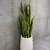【限新竹地區】【送禮盆栽】金邊虎尾蘭 | 白水磨石高甕盆
