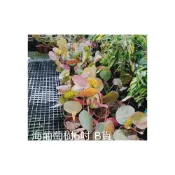 (店+)花森好市-落葉喬木 *海葡萄樹(B級)*-海葡萄 /6吋盆/高15-30cm/MA