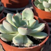 沅鈺農場   多肉植物   獵戶座