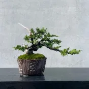 小品盆栽-宮阪系魚川真柏 盆景 送禮