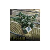 (店+)花森好市-室內盆栽-*金璽金錢樹* 5吋盆 /高20-30公分/送禮開幕-葉子油亮清潔空氣/ 新品種