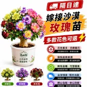 🔥杜絕假苗花色翻車｜農場直出 黛芙沙漠玫瑰嫁接苗 重瓣珍稀品種 四季可栽種好服盆 耐寒耐熱 居家盆栽地栽兩相宜 台灣現貨