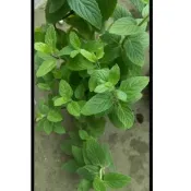 茂豐~銀薄荷 Silver Mint   三吋盆栽$50