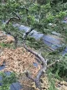 真柏 促銷大特價 庭園樹 (另有售黑松羅漢松多種庭園樹果樹)
