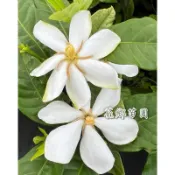 《花鄉苗圃》  山黃梔、黃梔子