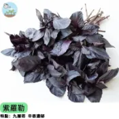 🌿【紫色香草 餐桌亮點】紫羅勒種子 紅骨九層塔 可食用香草植物 陽台盆栽 拌沙拉泡茶 高抗氧化 台灣現貨