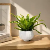 捲葉山蘇｜觀葉蕨類｜室內空氣淨化植物｜新手入門首選｜客廳/臥室植栽｜附白瓷盆｜Ohayo 植栽