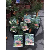 方方園藝 澳洲手指香檬 4吋盆  400元
