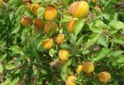 慕花坊植物園  杏仁樹  藥用   營養堅果  一尺美植袋
