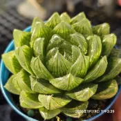 晶瑩剔透“櫻水晶    ”🔥穩根品🌵多肉植物❤️蘭心花卉