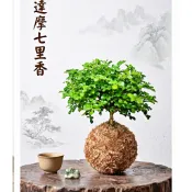 🌵植球對蕨🌿苔球 達摩七里香 巴西鐵樹 (巴西鐵樹) 小葉赤楠  水苔球   室內清淨空氣植物  辦室桌小物