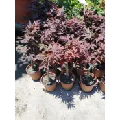 李家果苗 紅猩猩楓葉 5吋盆 景觀樹 砧木較粗 楓樹 平地也紅葉 高度20-30公分 特價240元 超商可以寄4棵