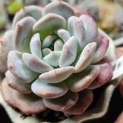 紫夢露🔥穩根品（B）🌵多肉植物❤️蘭心花卉