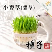 貓草種子🔥數量約50粒🔥貓草種植 小麥草種子 大麥草種子 黑麥草種子 貓薄荷種 燕麥種子 蔬果種子