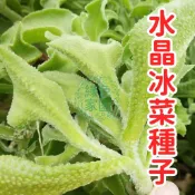 台灣💥熱銷💥【水晶冰菜種子 】水晶冰菜種子 冰草蔬菜水晶 盆栽菜種子 地栽盆栽 四季播種 高產 高發芽 蔬菜種子